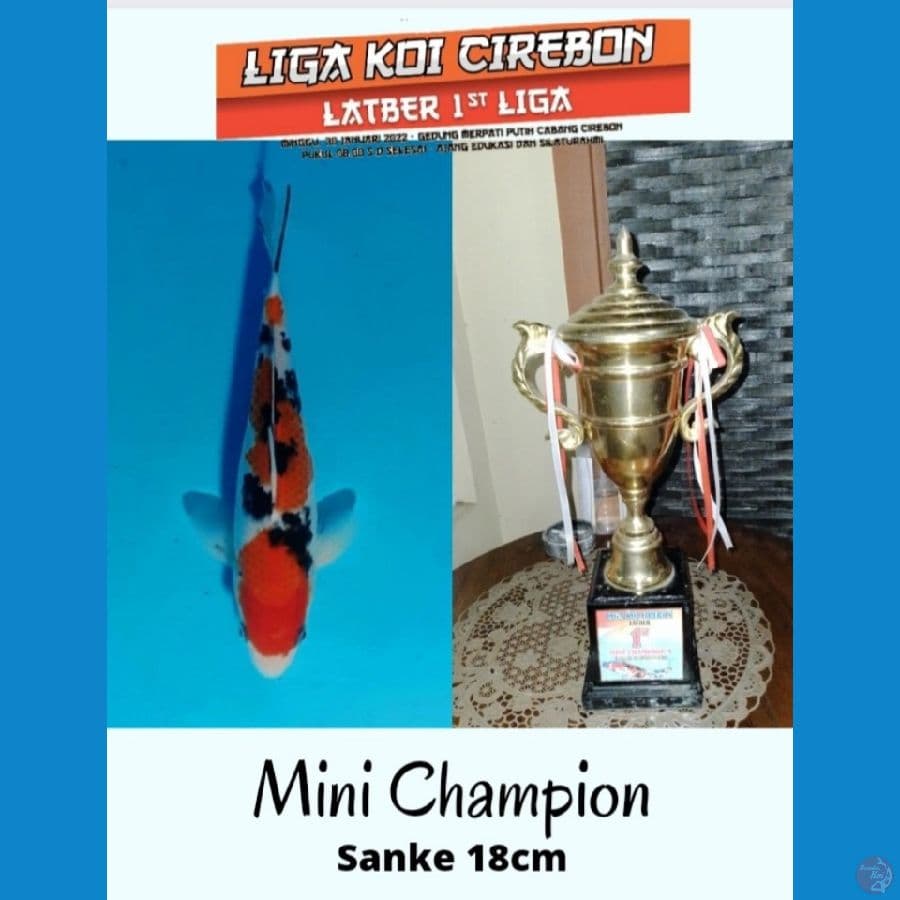SANKE (MINI CHAMPION 1st Lat CIREBON)