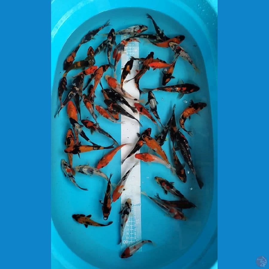 Showa mix 10-15cm 60 ekor