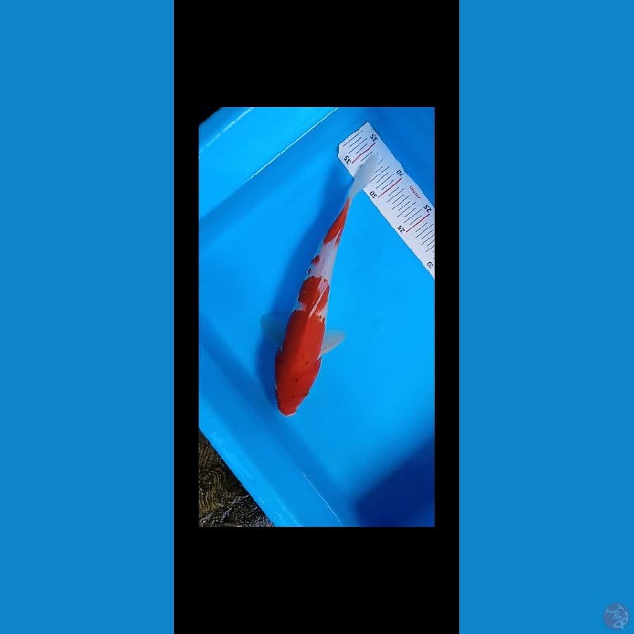 sanke apik 29cm