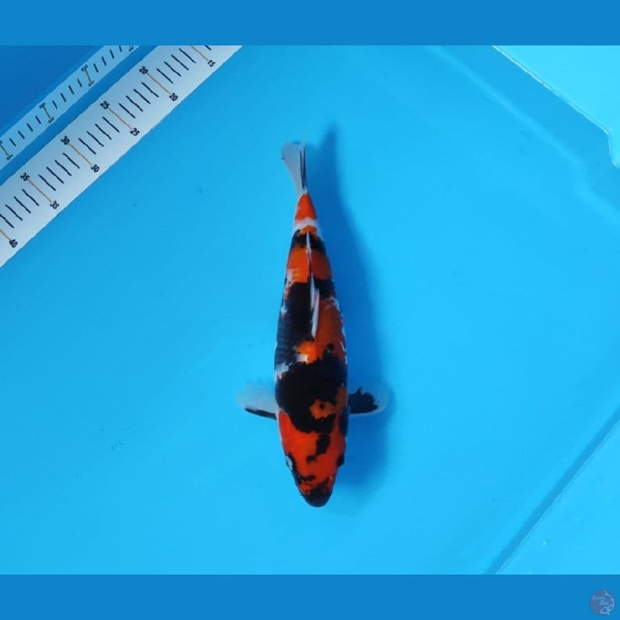 SHOWA 33 CM - FEEMALE