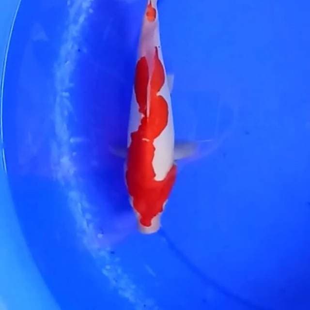 Kohaku