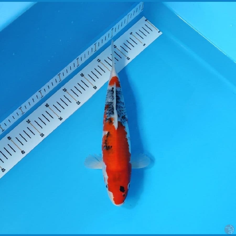 SHOWA TATEGOI 33 CM - FEEMALE