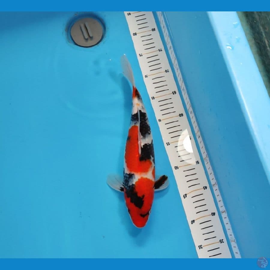SHOWA 32 CM - FEEMALE