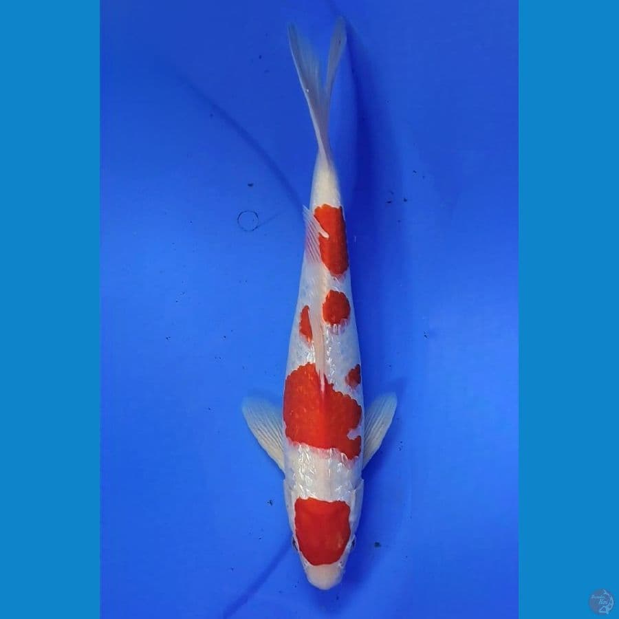 Kohaku ginrin