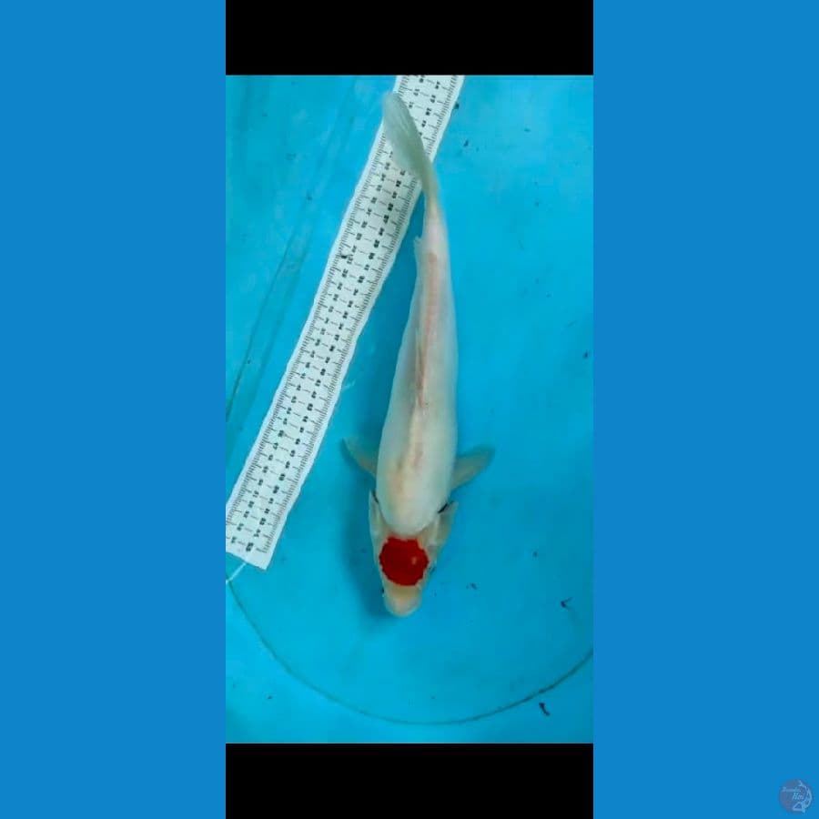 Tancho doit 36cm