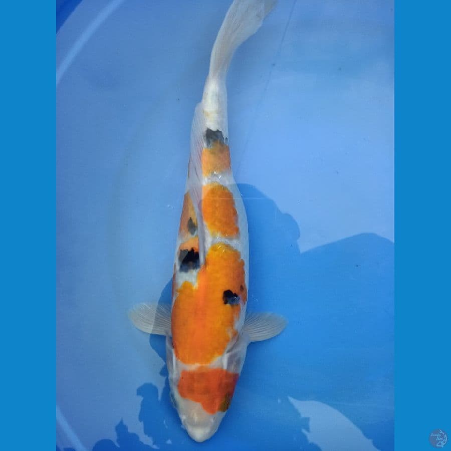 sanke pola keren 33 cm