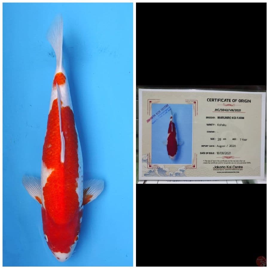Maruhiro Kohaku