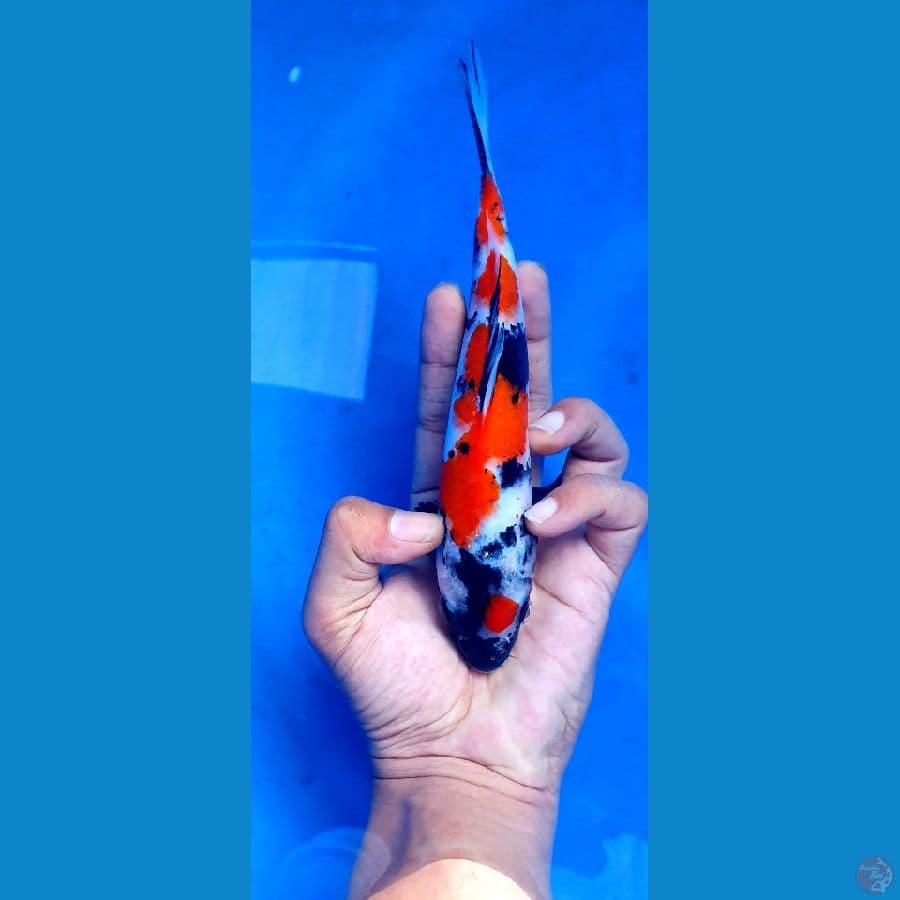 Maruten Petir Original Merah