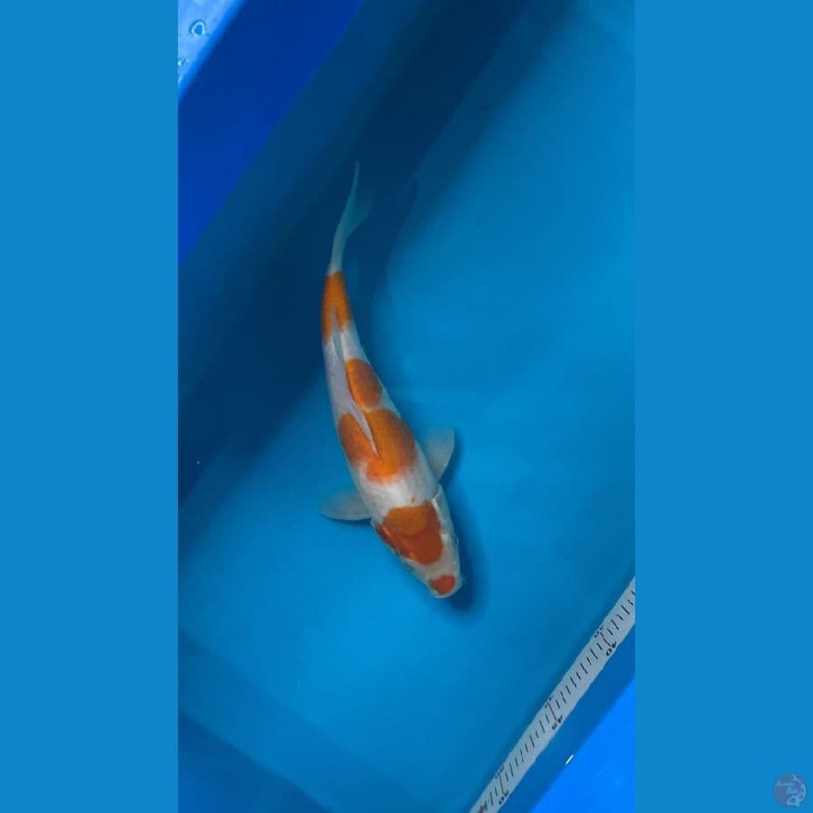 kohaku kucibeni 23bu