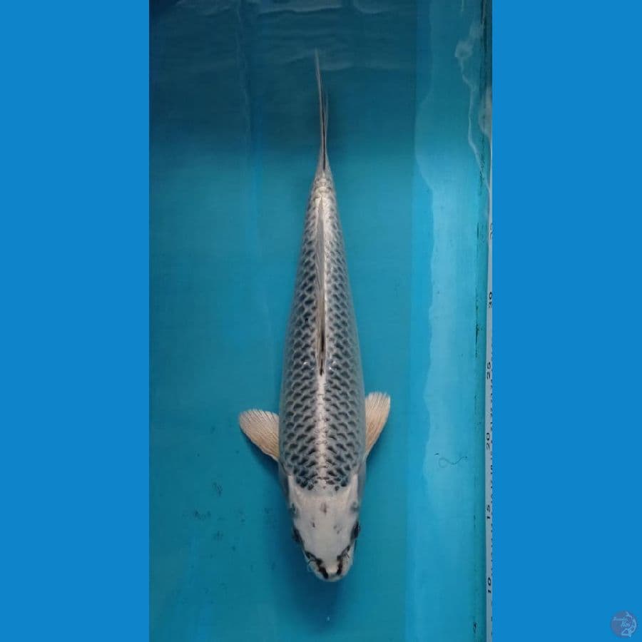 KAISAR KOI BLITAR - GIN MATSUBA 34CM