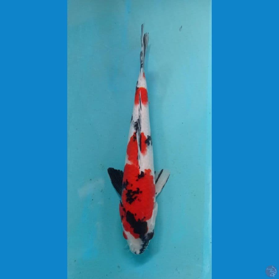 KAISAR KOI BLITAR - SHOWA RED STRONG 28CM