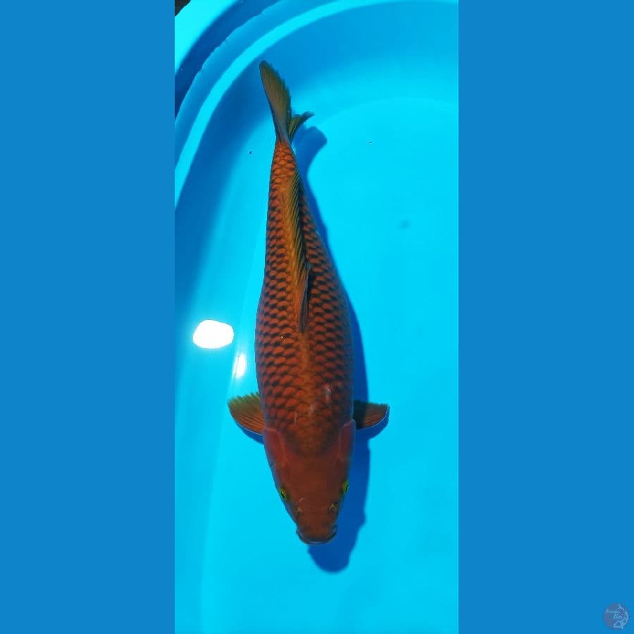 cagoi tembaga female 50 cm