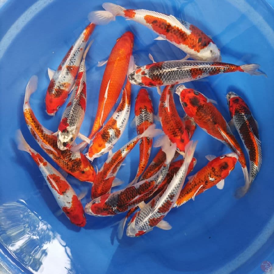 mix kojaku 25-30 cm 18 ekor