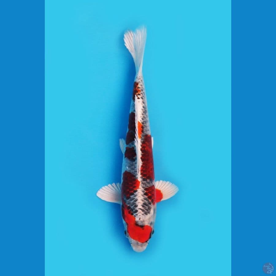 Red kujaku Sq 25cn