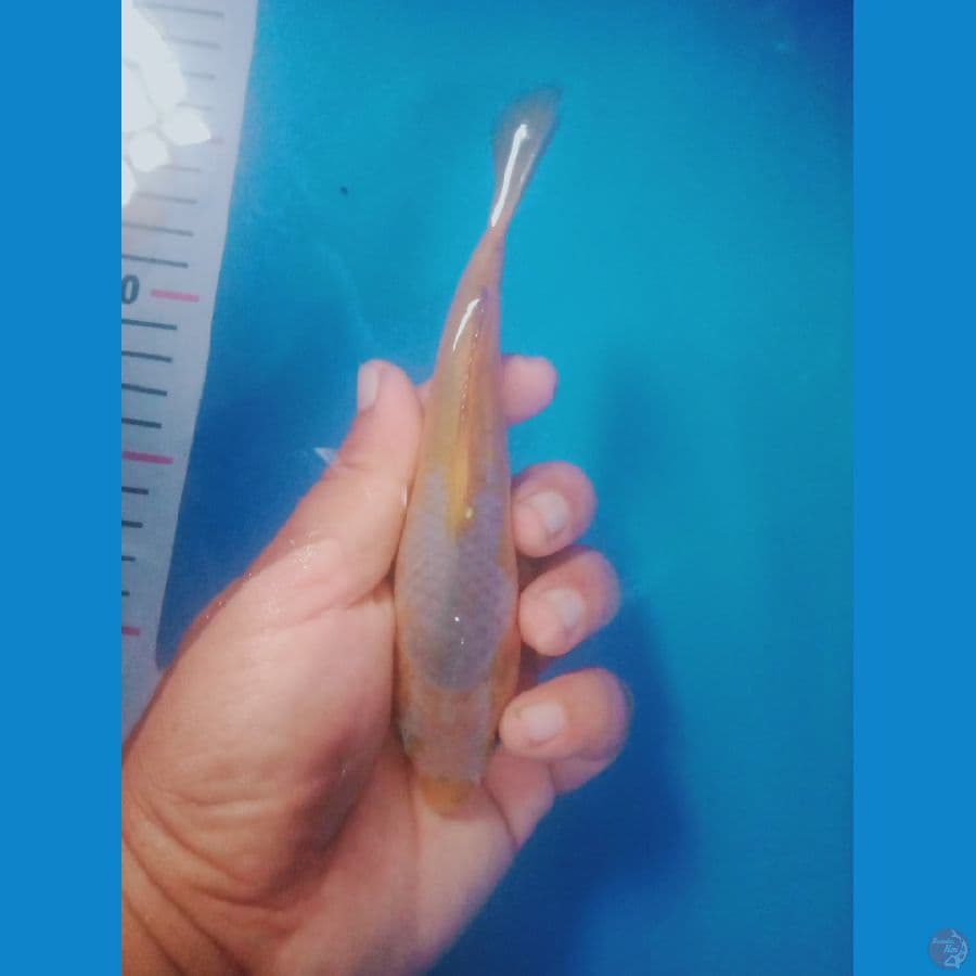 SQ karasi asagi 15 cm