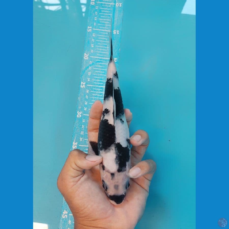 SQ 25CM putih sumi top