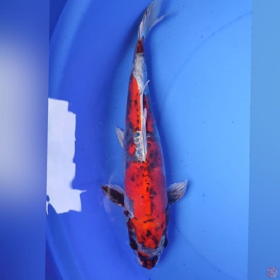 BENIKIKOKURYU 35cm