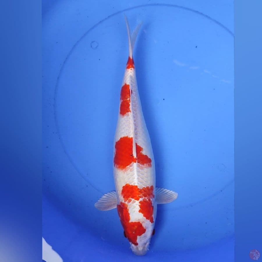 SAKURA OGON 42CM