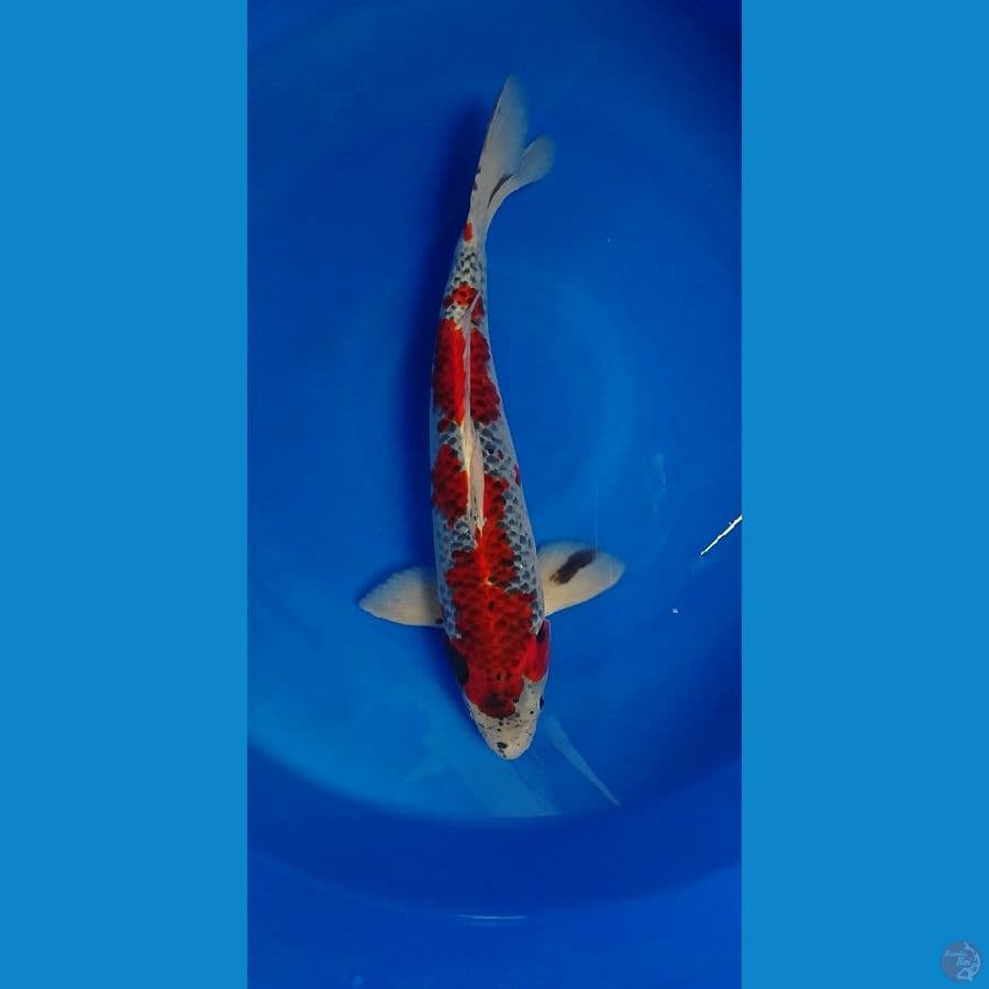 46cm Goshiki