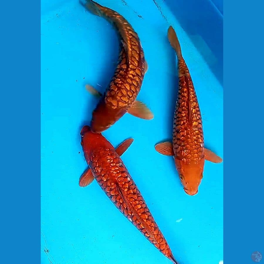 tembaga sisik naga ginrin 35-39 cm