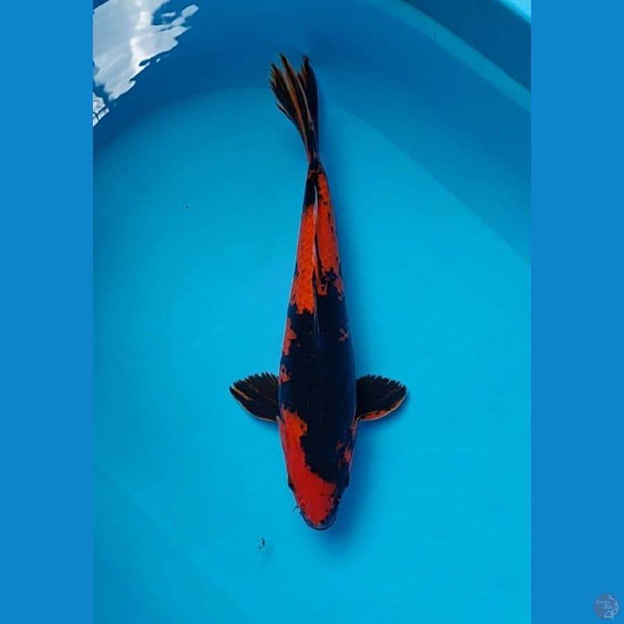 hi utsuri male 35 cm