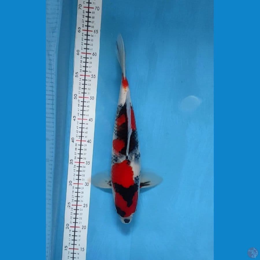 showa 42cm original male