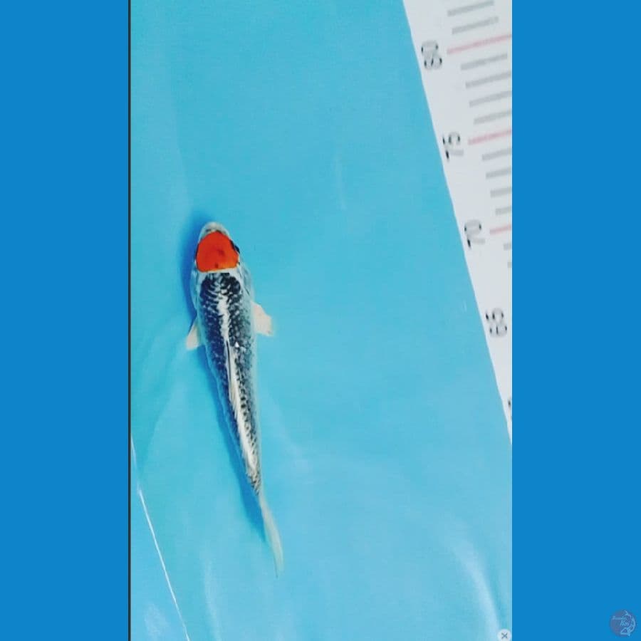 kojaku 20cm