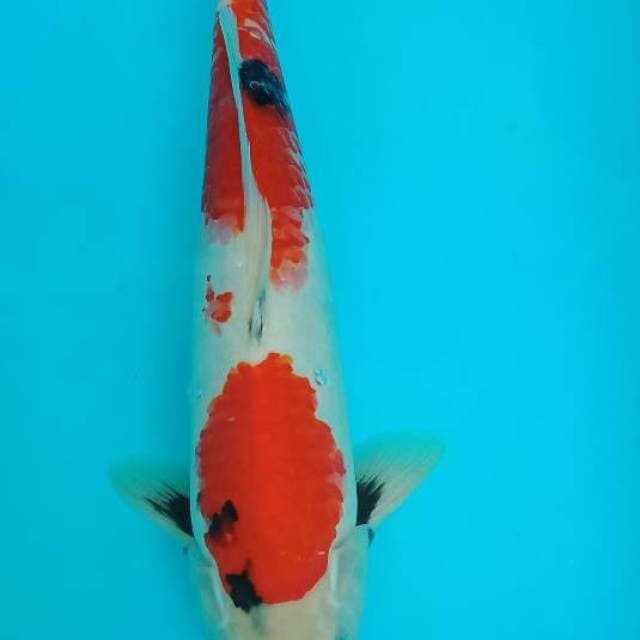 Showa 34 cm