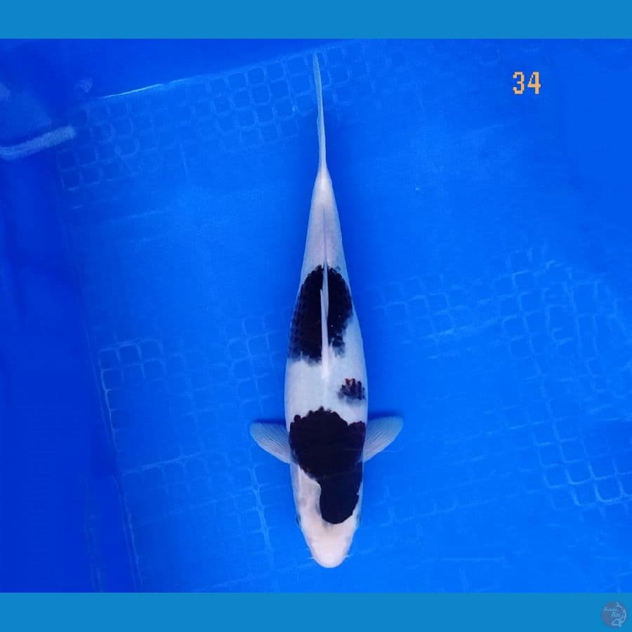 budho goromo 34 cm