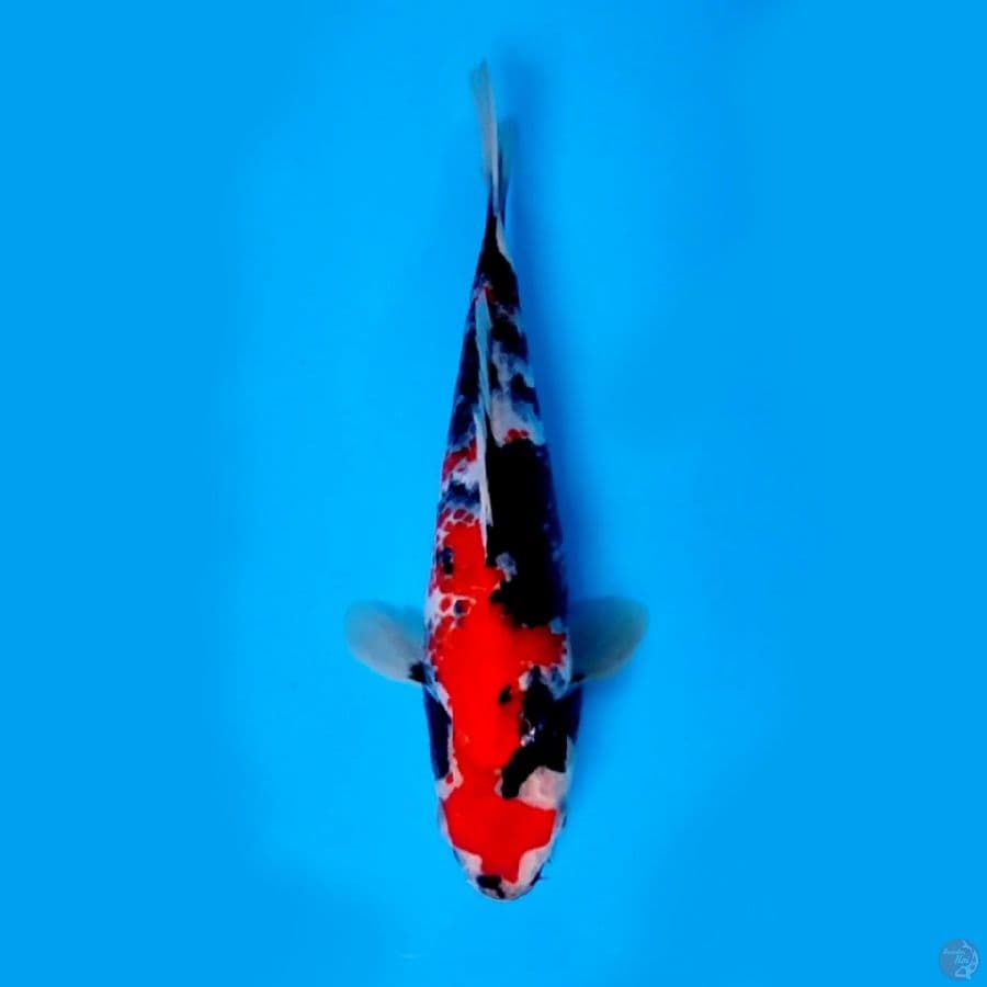 KINDAI SHOWA ORIGINAL #28 CM