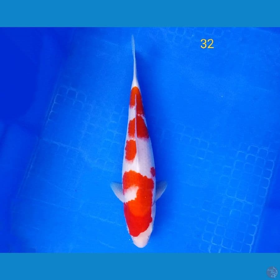 kohaku 32 cm