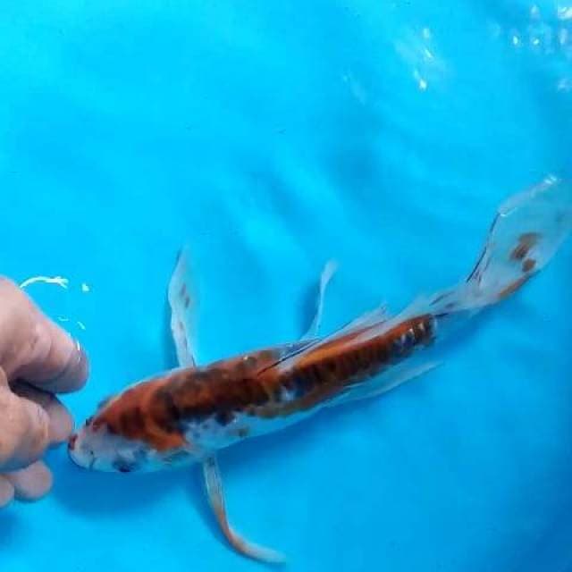 Kawari kumpay