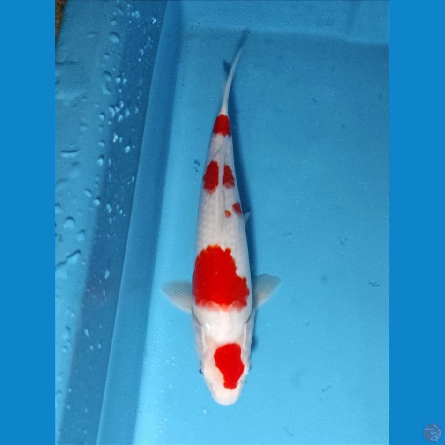 maruten 30cm