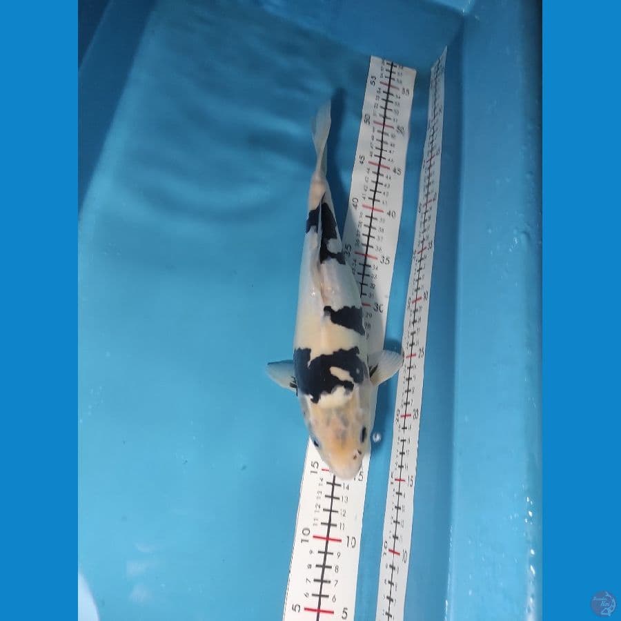 Doitsu 34cm Female