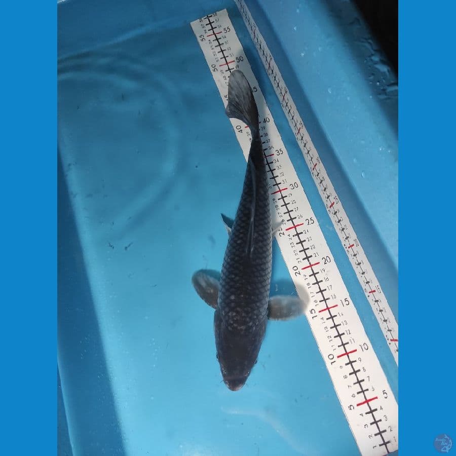 35cm