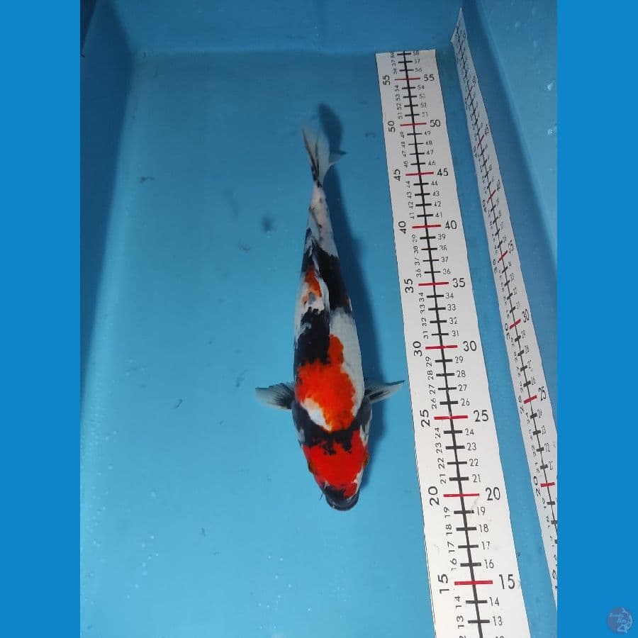 28cm