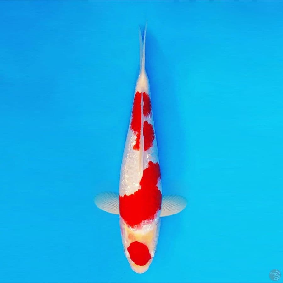 HATORI HANZO 8 ~ Kohaku Gin Rin 31 cm/male ™