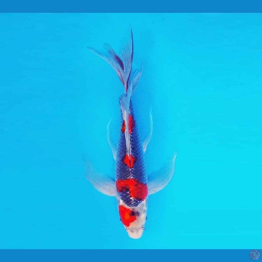 HATORI HANZO 11 ~ Goshiki Kumpay 32 cm/male ™
