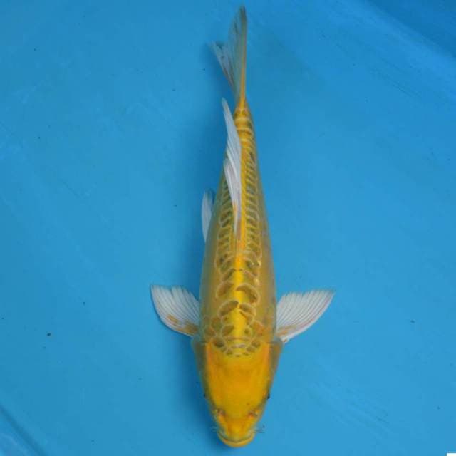 Kumpay ogon doitsu