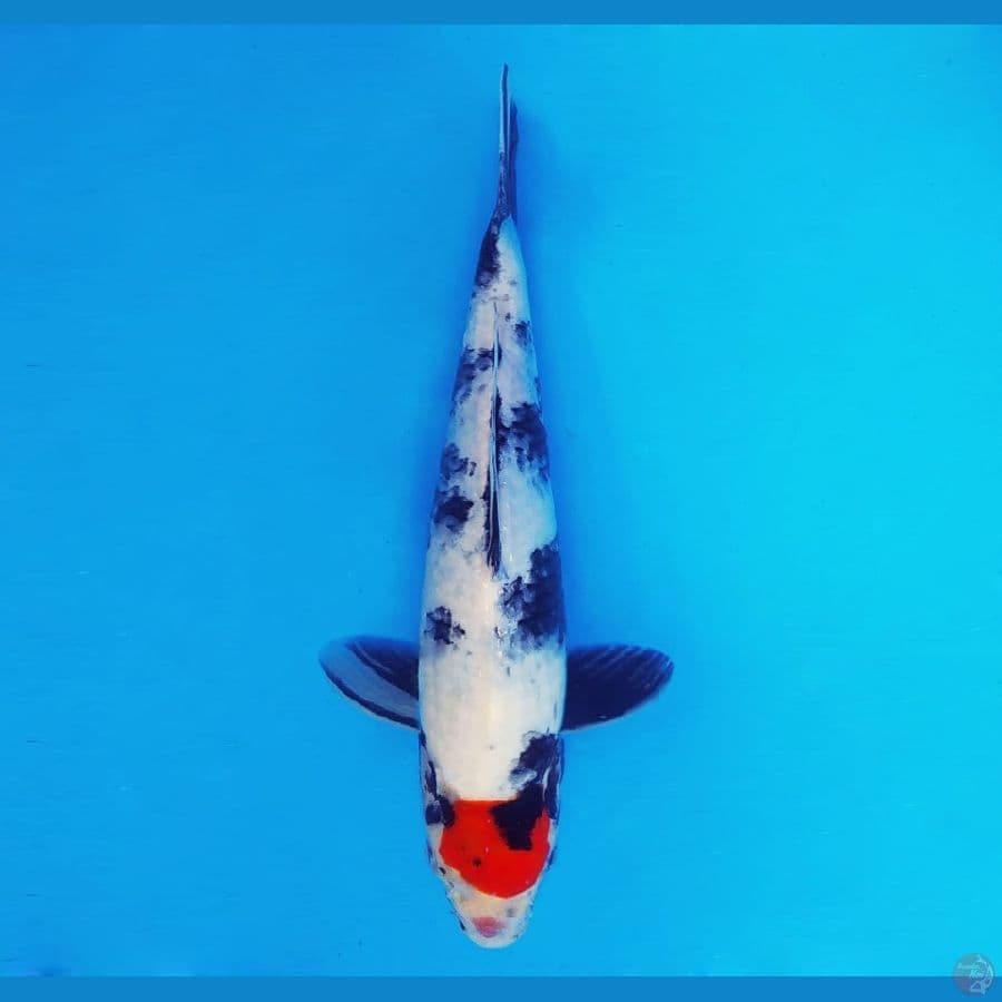 HATORI HANZO 14 ~ Tancho Showa 29 cm/fm ™