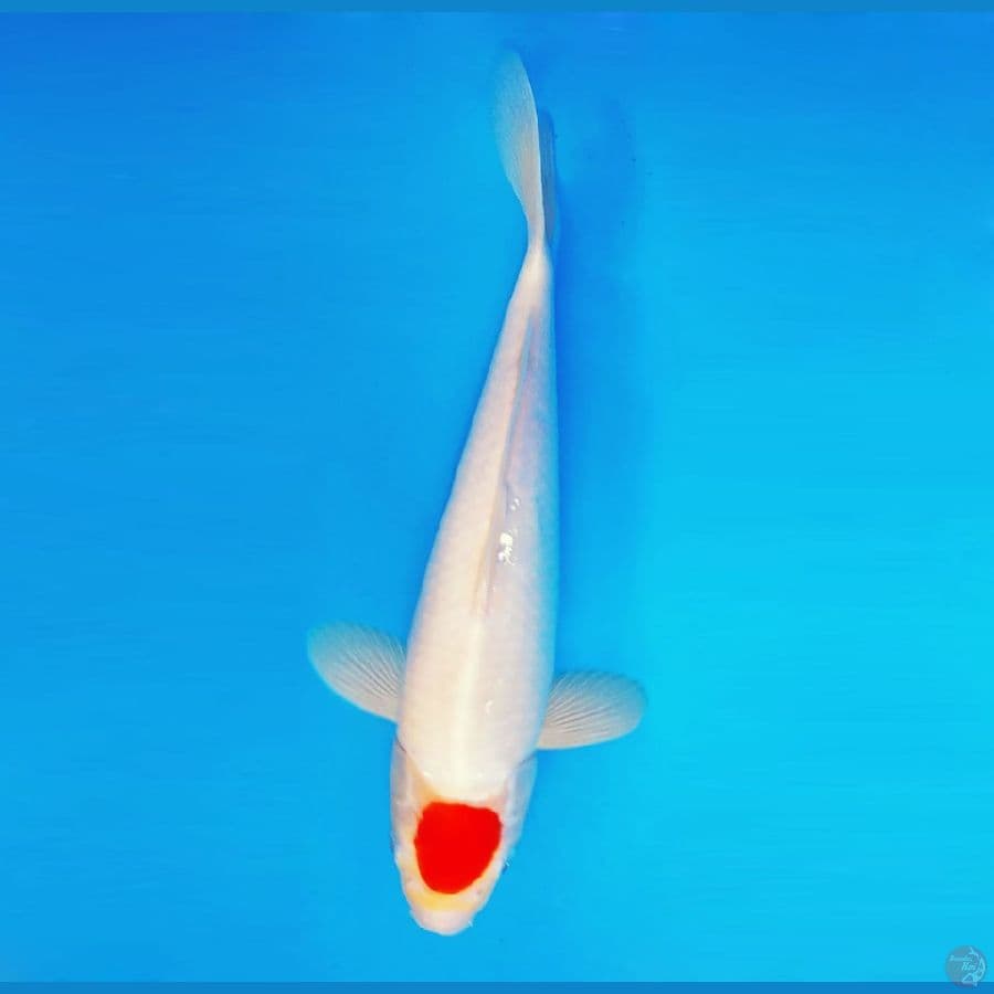 HATORI HANZO 15 ~ Tancho 45 cm/fm ™