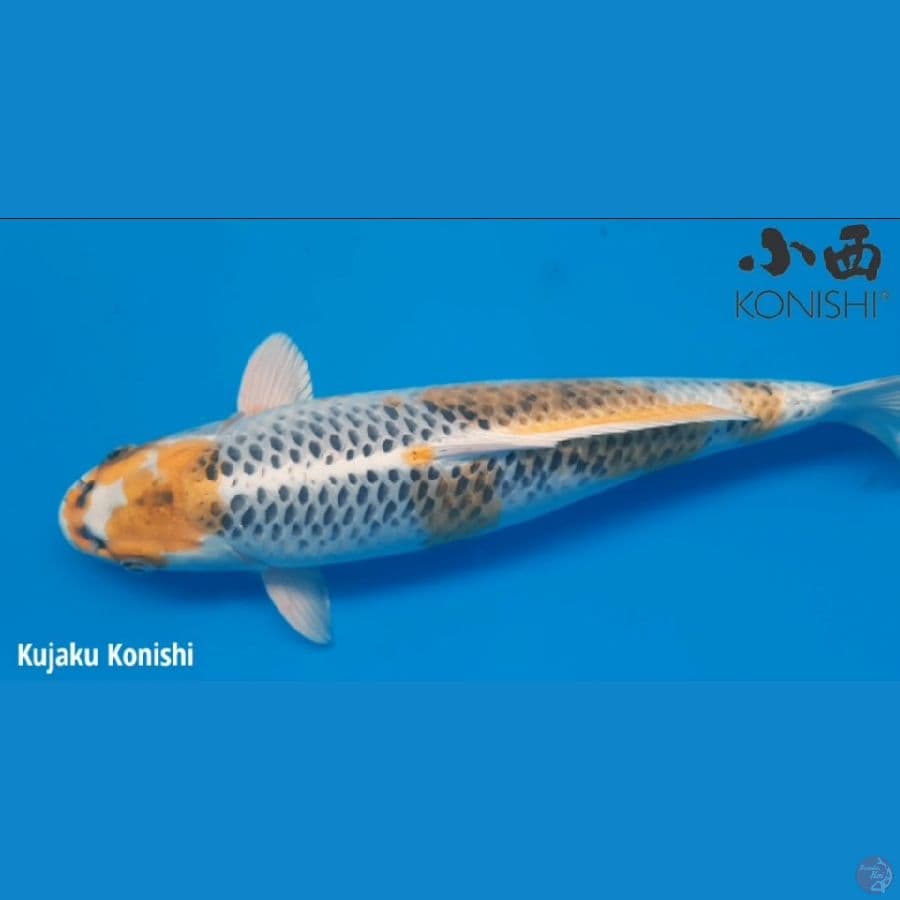 kujaku KONISHI import serty