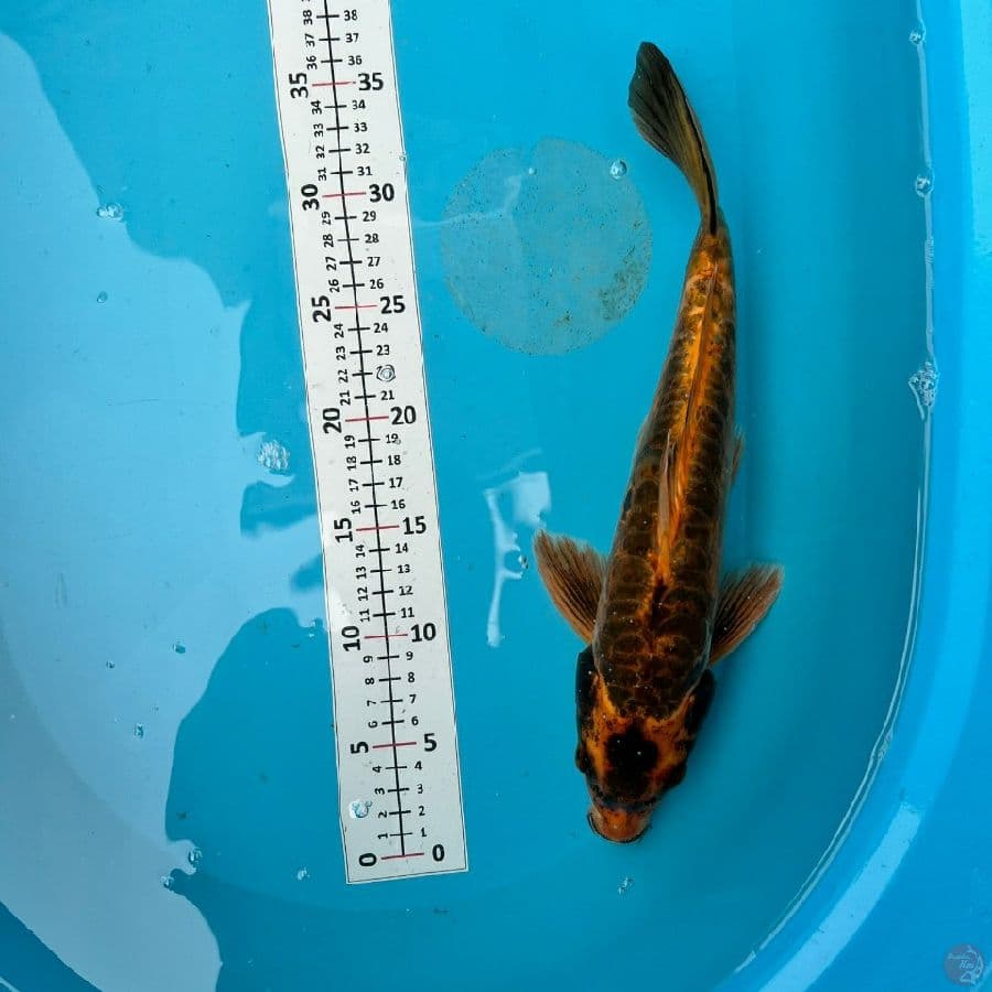 kabuto aragoke 34 cm
