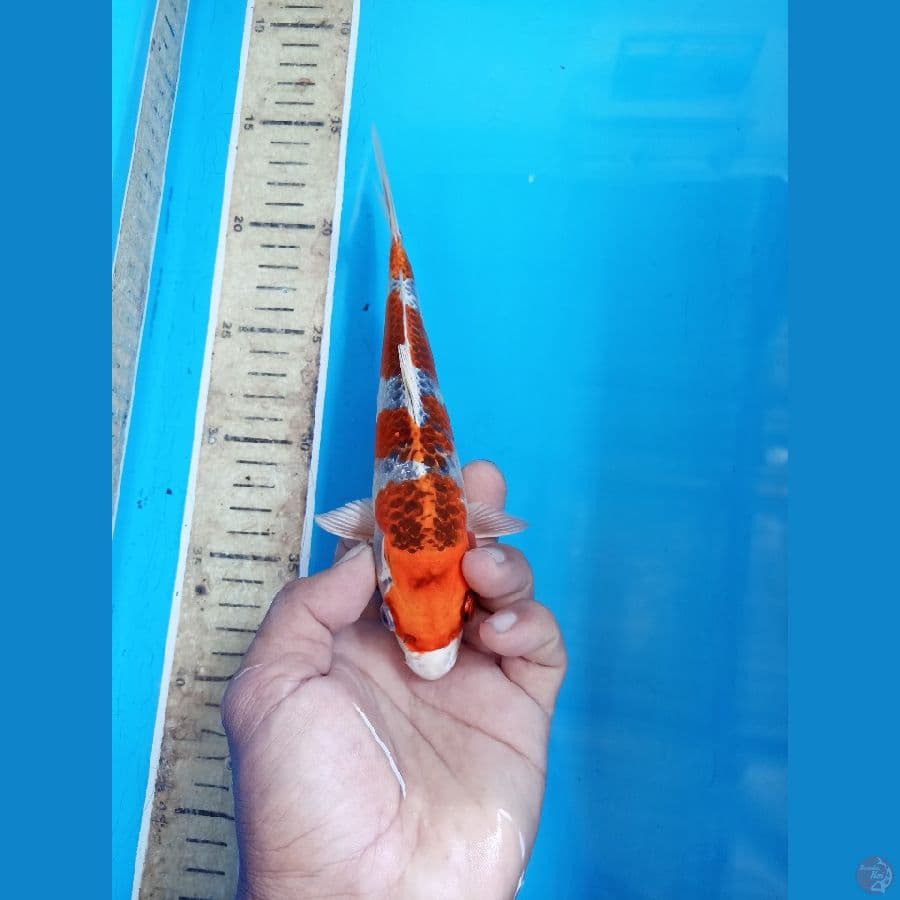 Kujaku 21cm