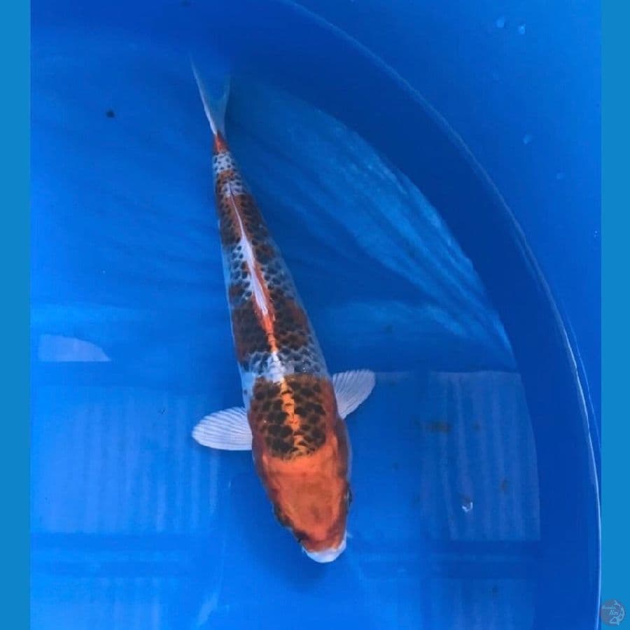 kujaku 26cm