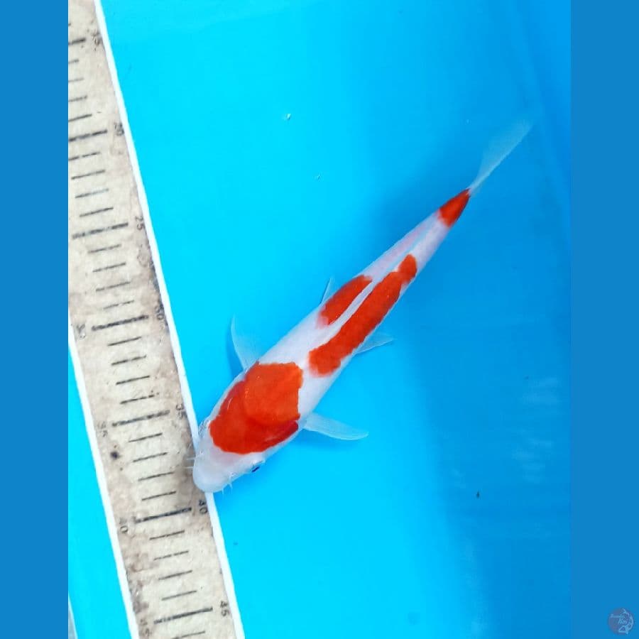 Kohaku 24cm