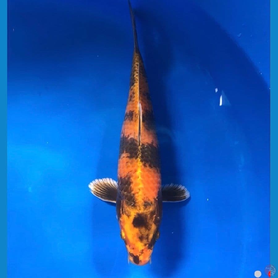 hikari utsuri 28cm