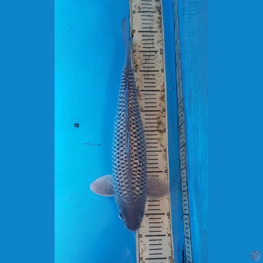 SHORAGOI GINRIN 47cm