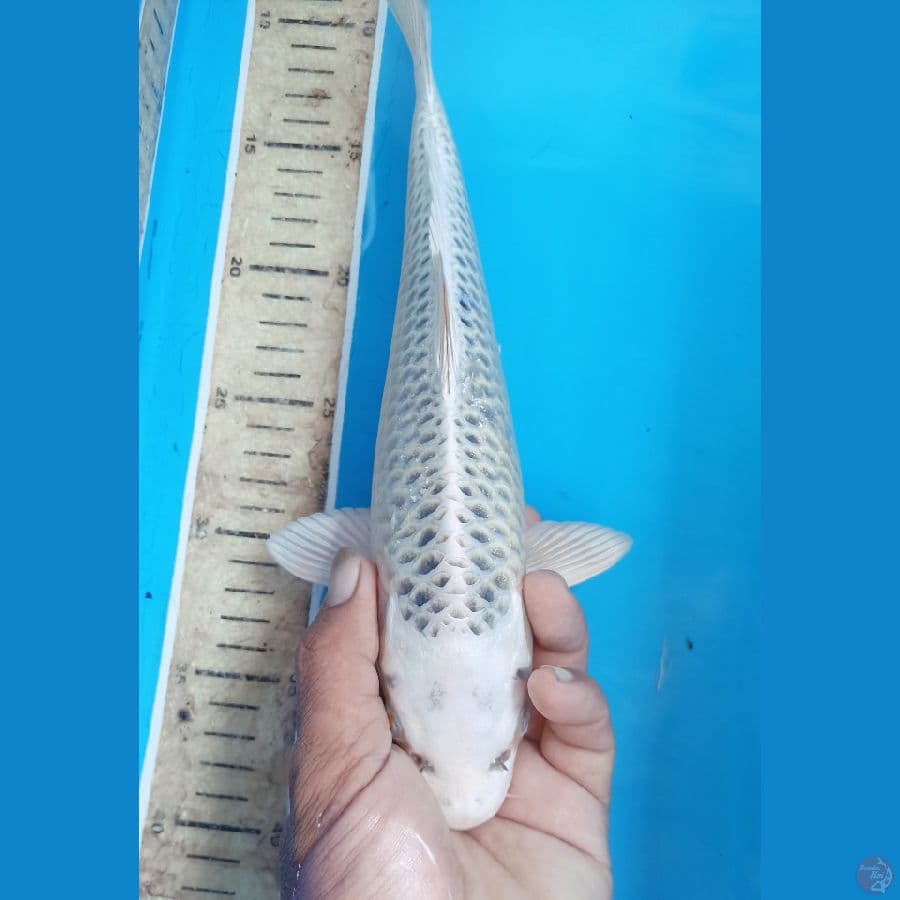 Gin madsuba 30cm