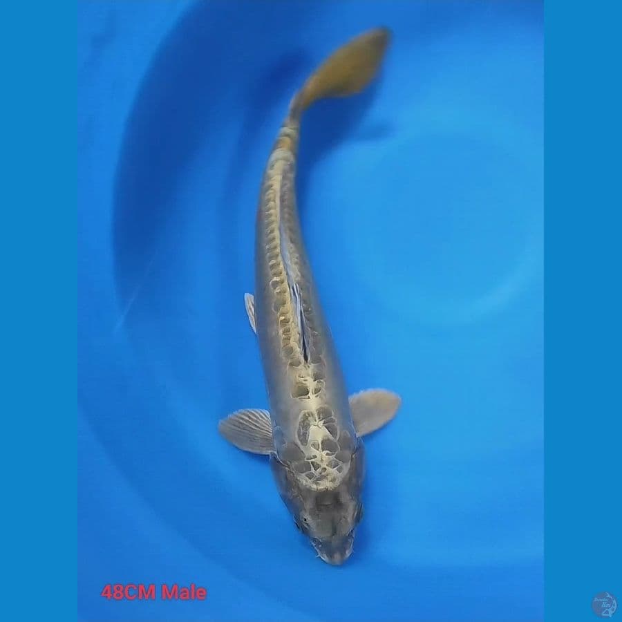 48CM Aragoke Green Male
